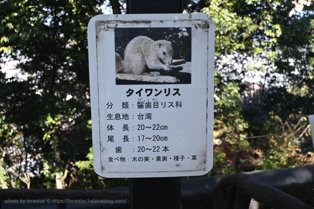 タイワンリス