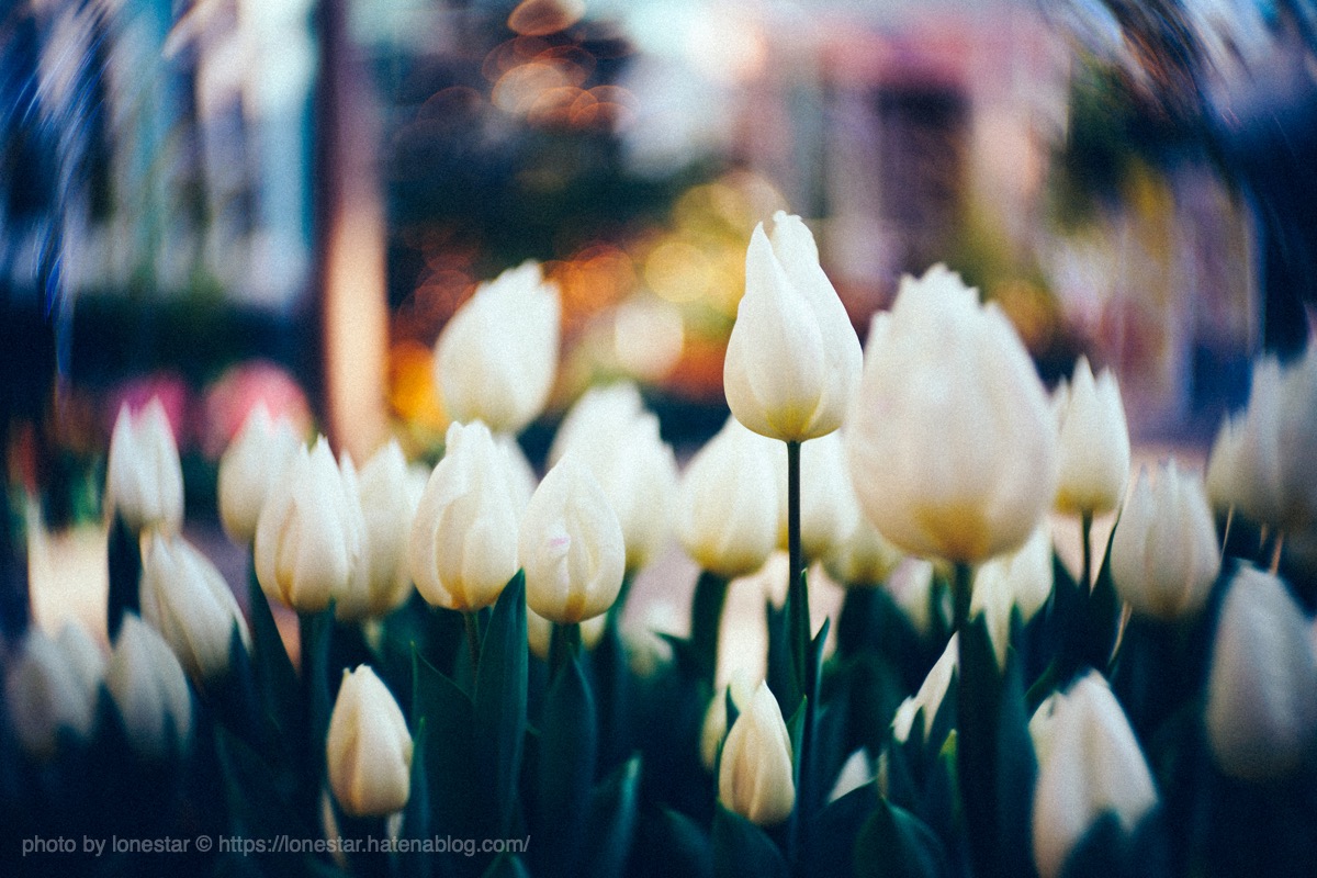 デンパーク　チューリップ