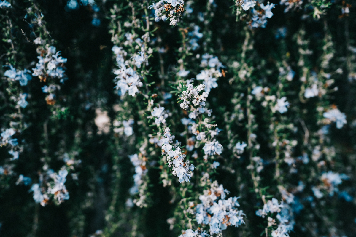 α7IV SEL20F18G