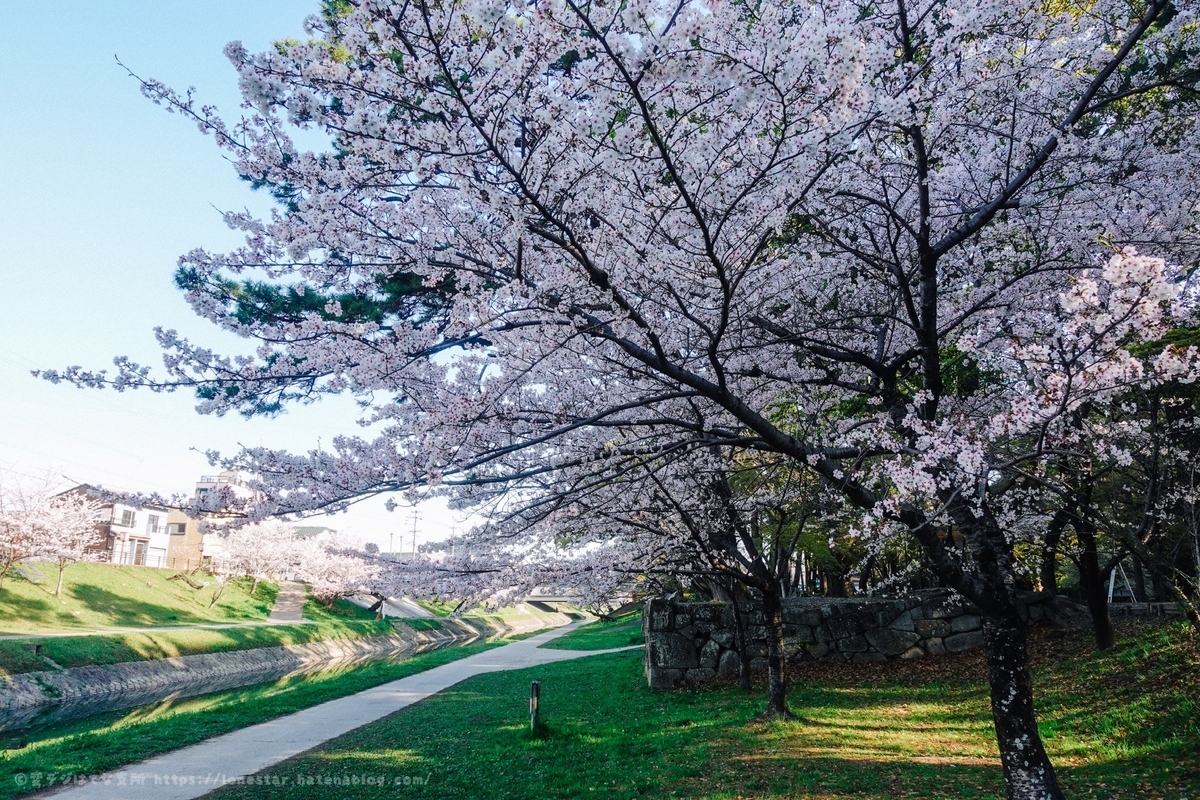 岡崎城　桜　2023