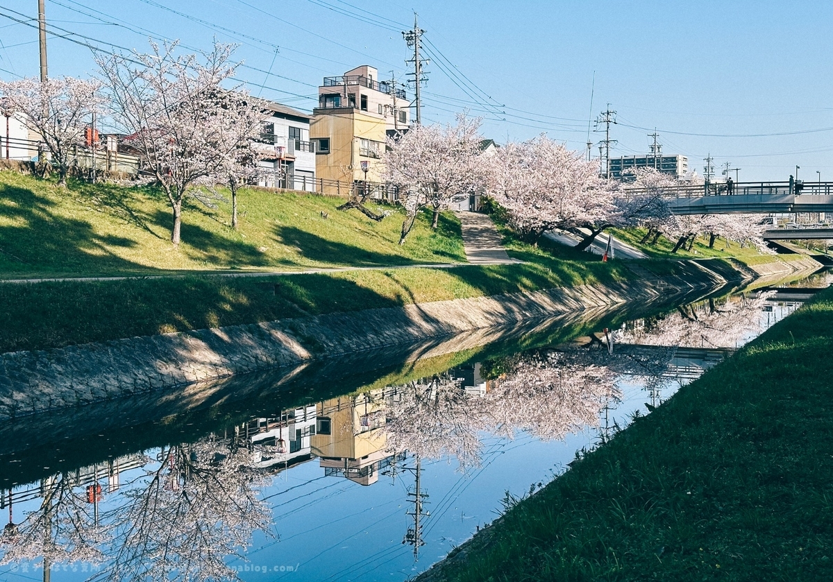 岡崎城　花見　2023