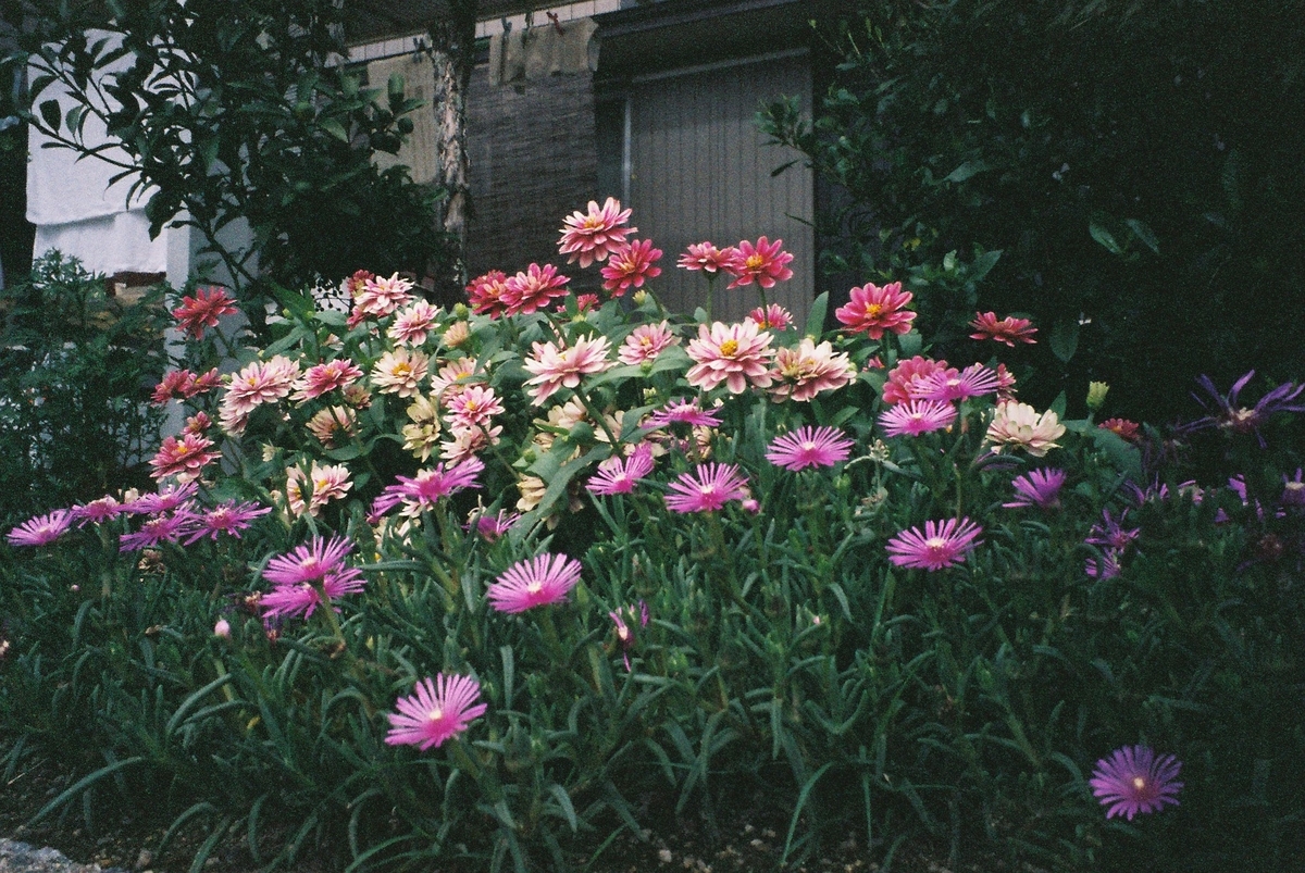 NATURA S：FUJIFILM PRO800Z
