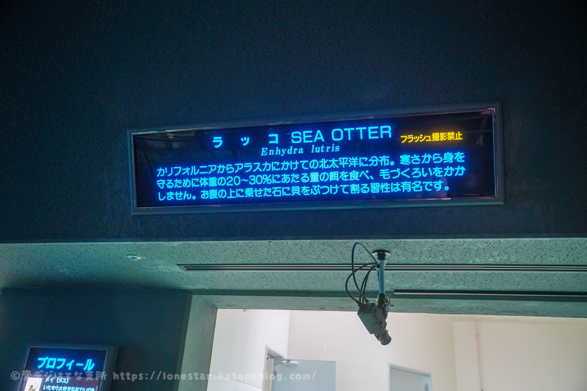 鳥羽水族館　ラッコ　水槽