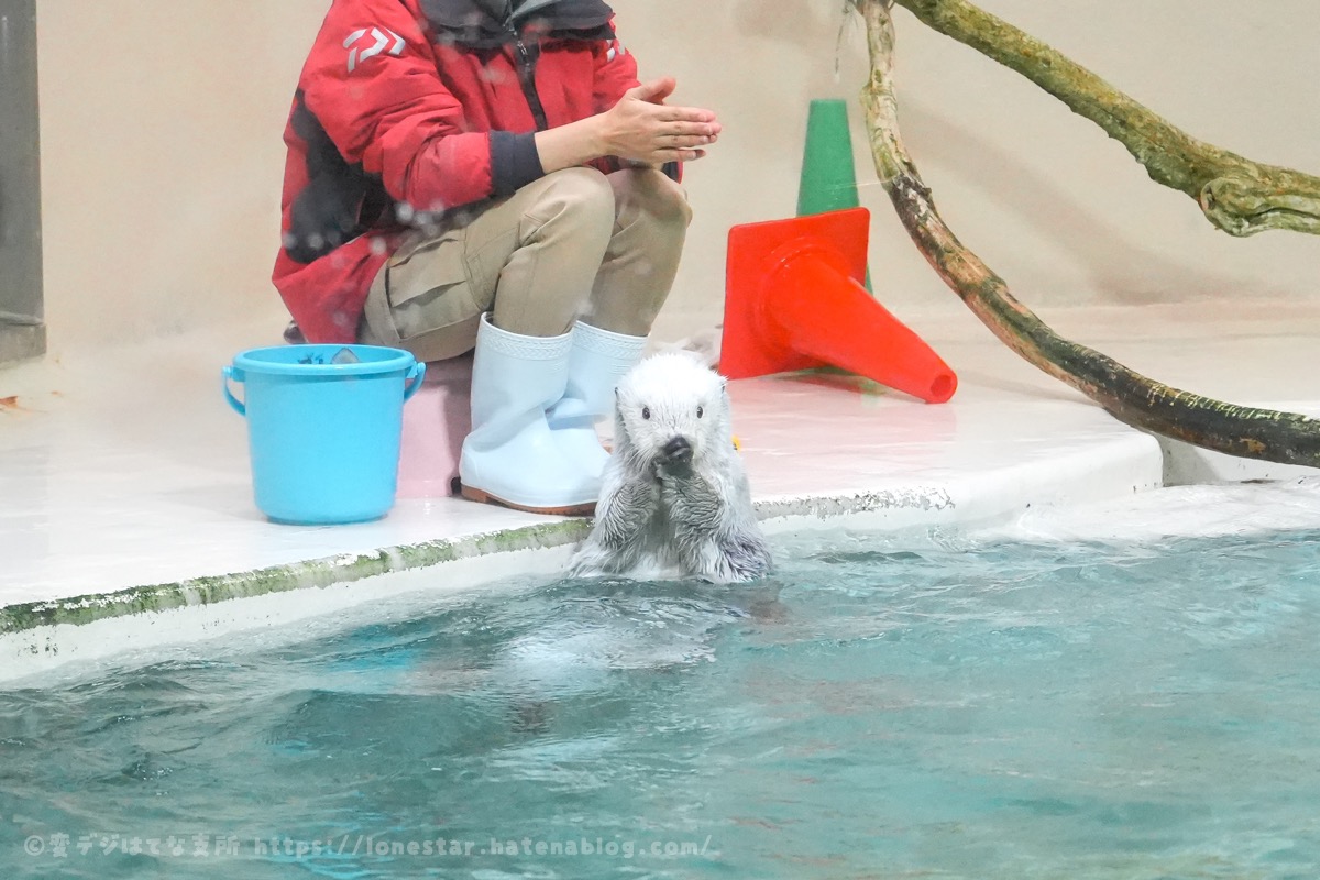 鳥羽水族館　ラッコ　餌やりタイム