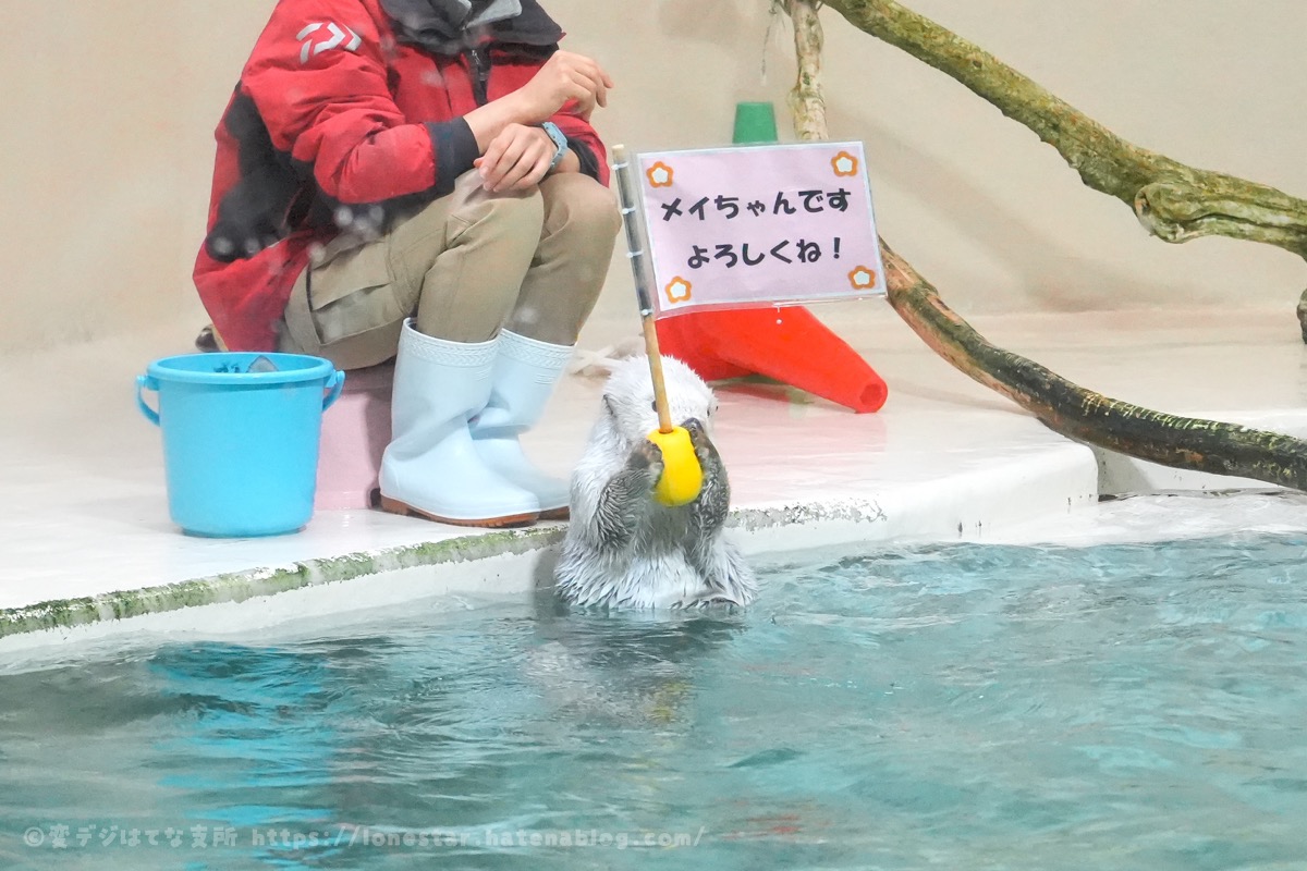 鳥羽水族館　ラッコ