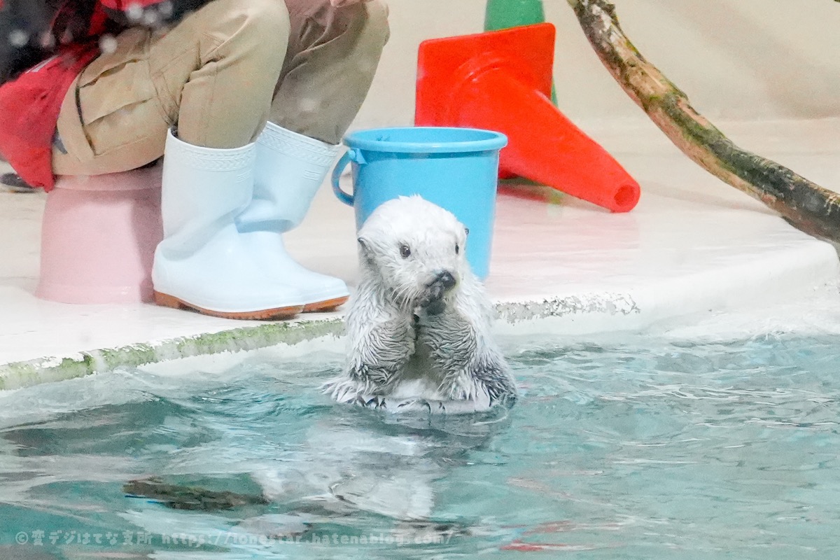 ラッコ　鳥羽水族館　芸