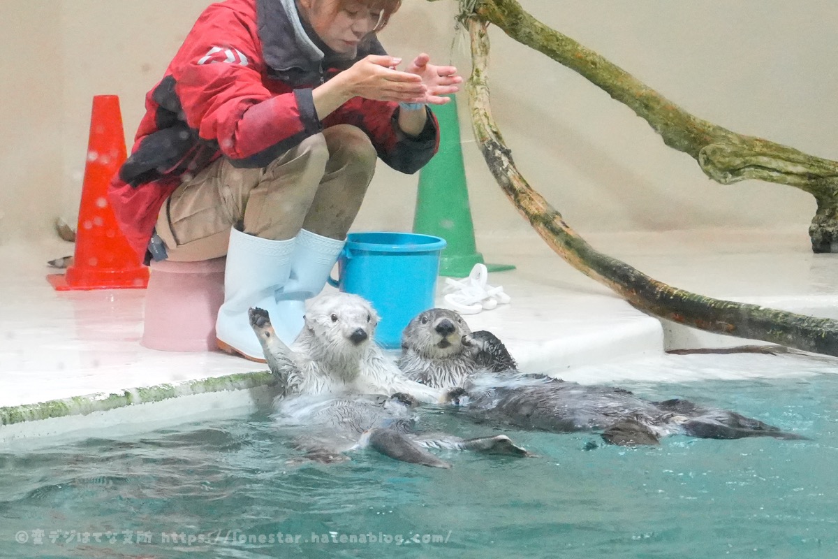 メイ　キラ　鳥羽水族館