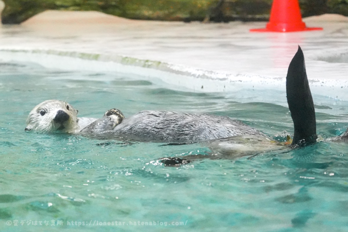ラッコ　鳥羽水族館
