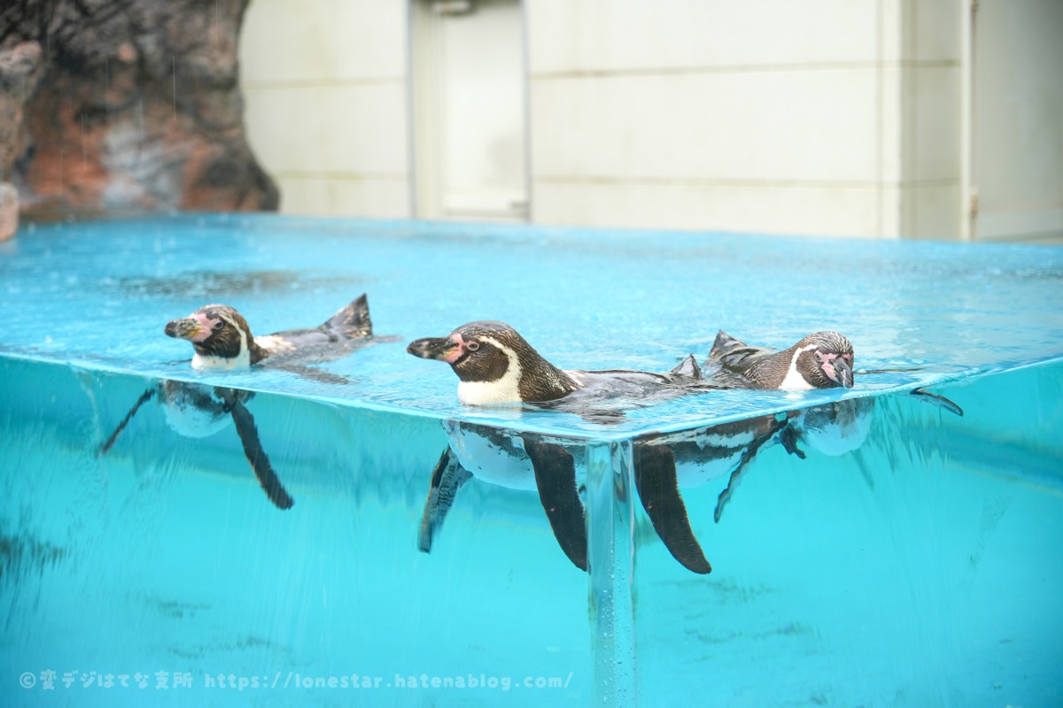 鳥羽水族館　ペンギン