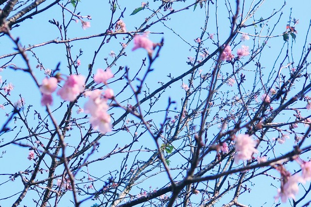 f:id:lonewolf1964:20201128150249j:image