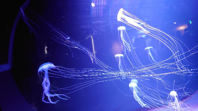 f:id:lonewolf1964:20220605102104j:image