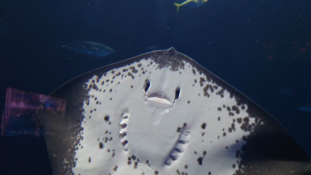 f:id:lonewolf1964:20220605102600j:image