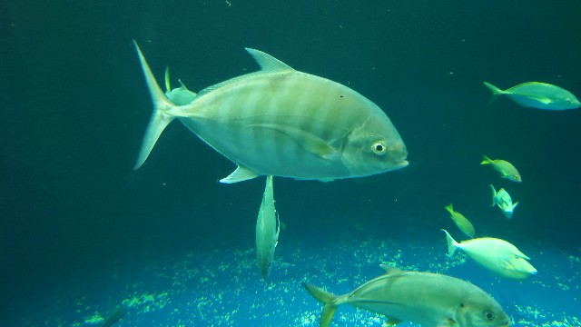 f:id:lonewolf1964:20220605103506j:image