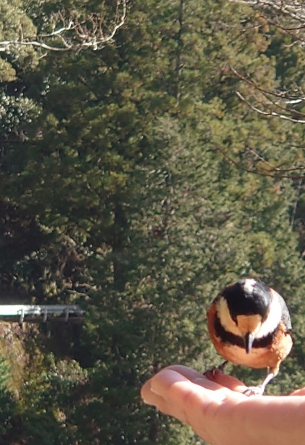 f:id:lonewolf1964:20230110123829j:image