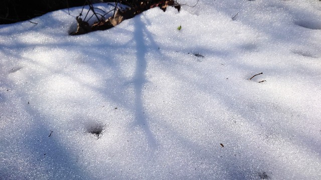 f:id:lonewolf1964:20230110124011j:image