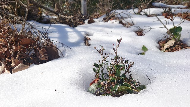 f:id:lonewolf1964:20230110124059j:image