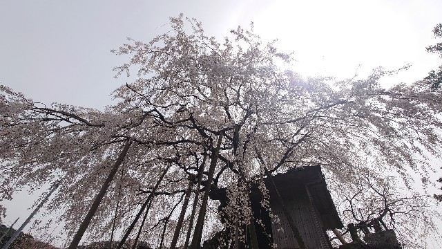 f:id:lonewolf1964:20230401213112j:image f:id:lonewolf1964:20230401213112j:image