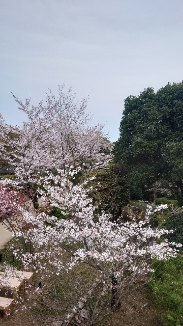 f:id:lonewolf1964:20230402091435j:image