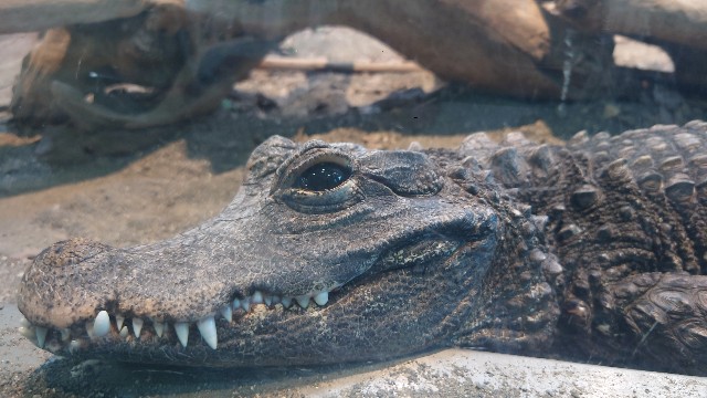 f:id:lonewolf1964:20230625114220j:image