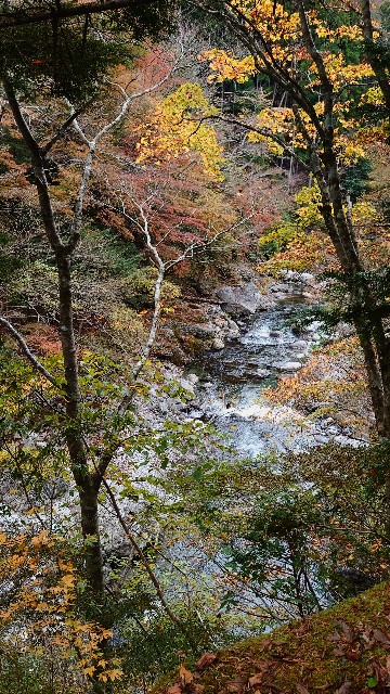 f:id:lonewolf1964:20231112161300j:image