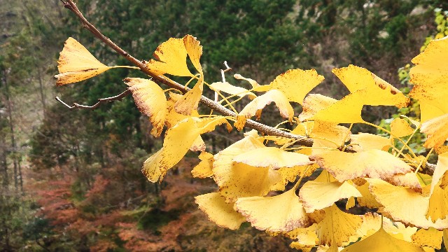 f:id:lonewolf1964:20231112161410j:image