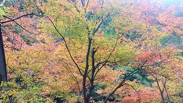 f:id:lonewolf1964:20231112161512j:image