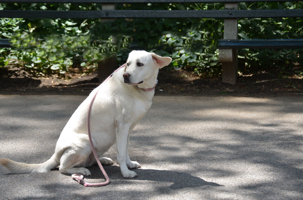 f:id:long-tail2121:20201119150557j:plain