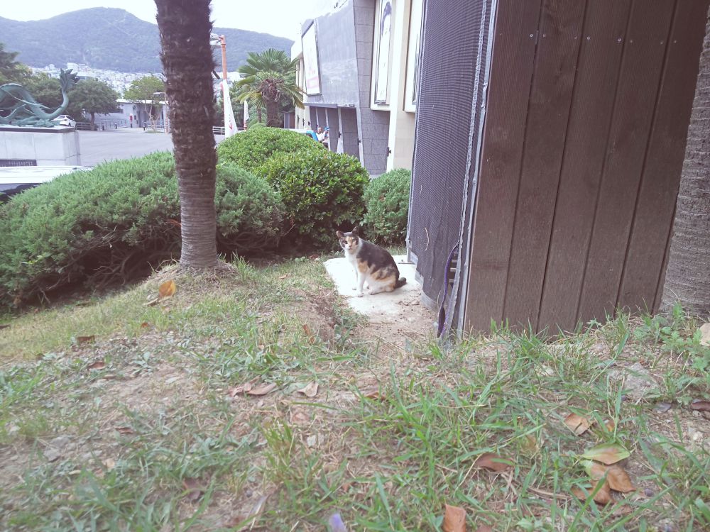 f:id:longtallsally:20180826024451j:plain f:id:longtallsally:20180826024451j:plain