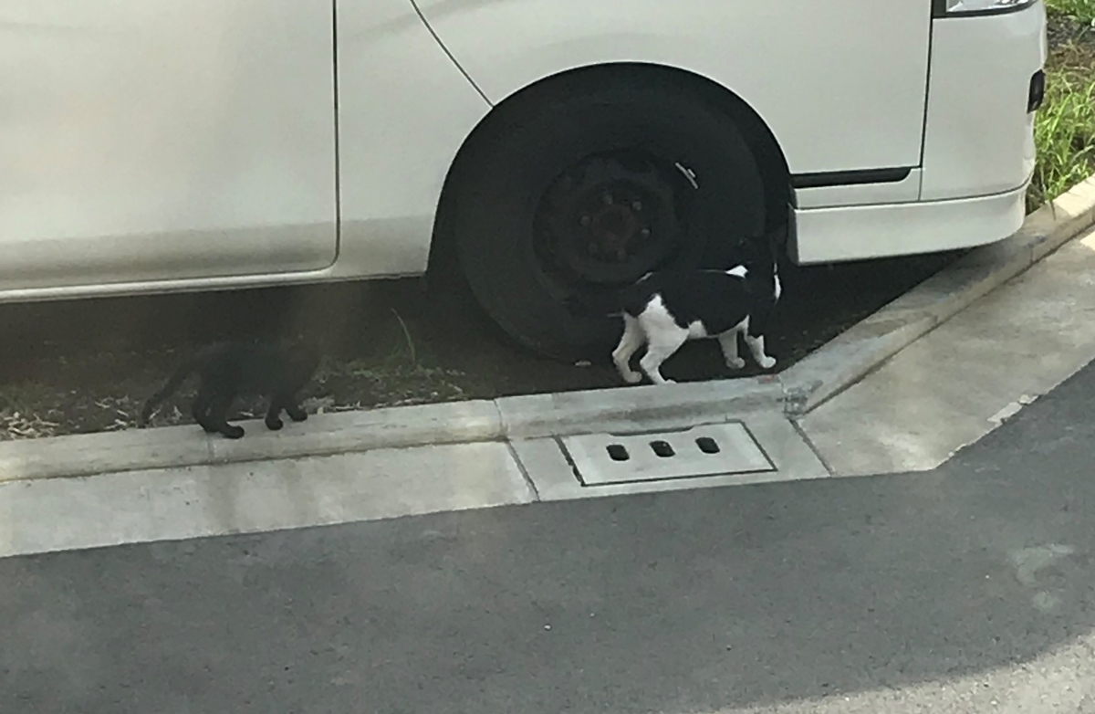 野良猫の親子 photo by LOVE YOURSELF