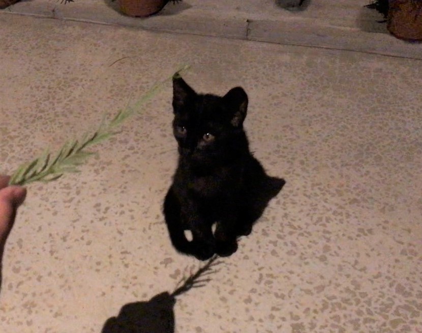 野良の黒猫 photo by LOVEYOURSELF