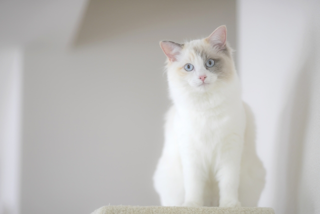 ラグドールの性格や特徴は 飼い方のコツや寿命 病気について解説