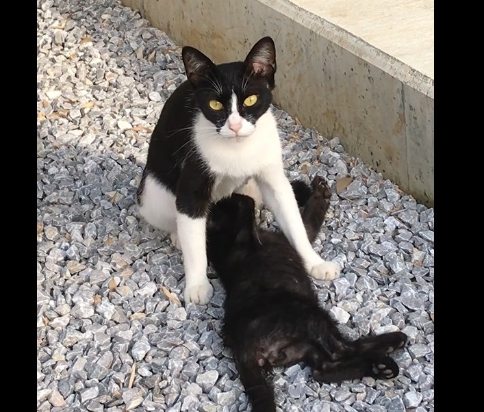 野良猫親子 photo by LOVE YOURSELF
