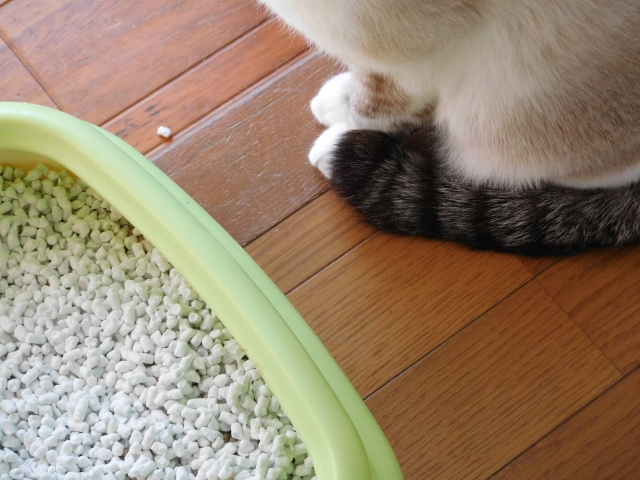 猫とトイレ photo by photoAC