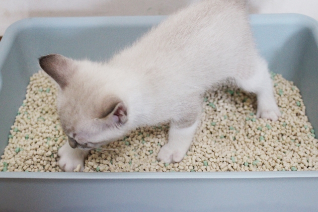 こねこ_しつけ_トイレ1 photo by photoAC