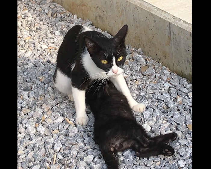 野良猫親子 photo by LOVE YOURSELF