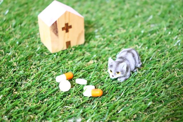 猫の病院 photo by photo AC
