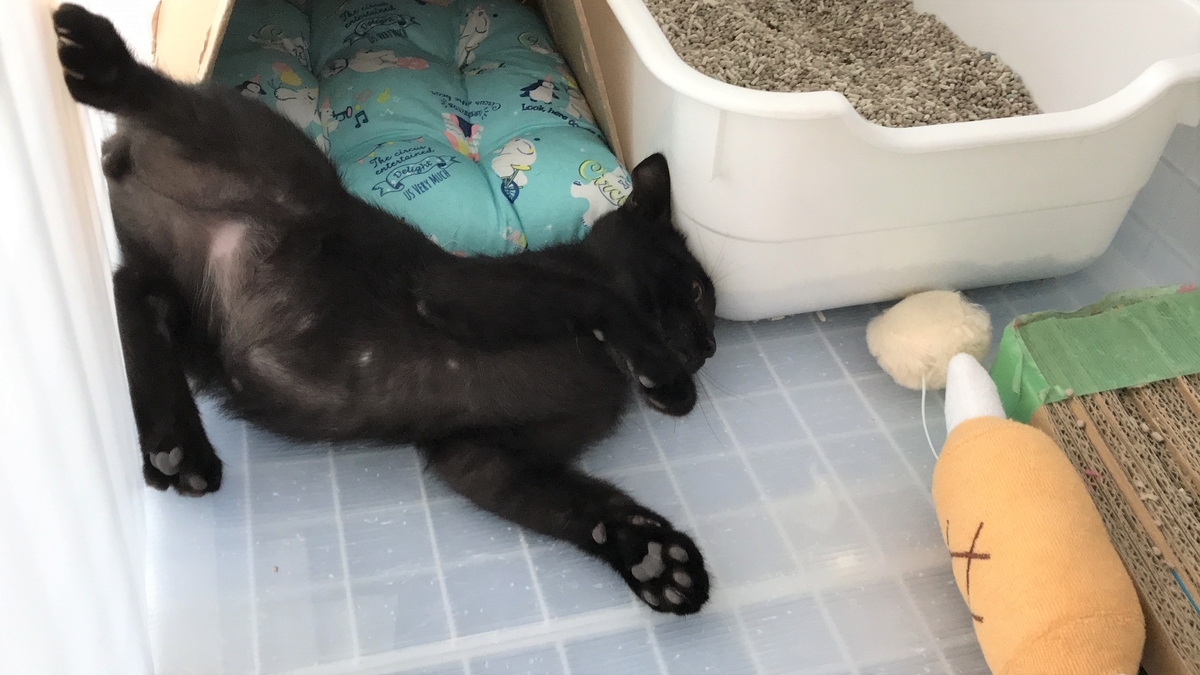 野良子猫 photo by LOVEYOURSELF