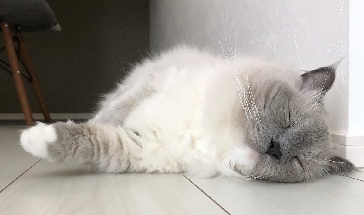 マンチカンと猫アレルギーの関係とは？実際の飼育環境から考察してみた 