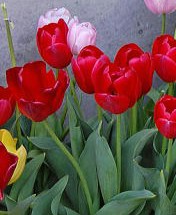 f:id:lopez42:20190427000549j:plain