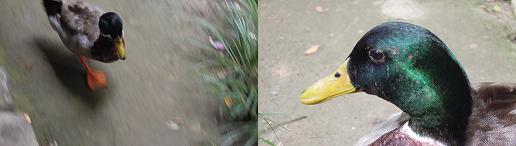 f:id:los_endos:20120525235956j:image