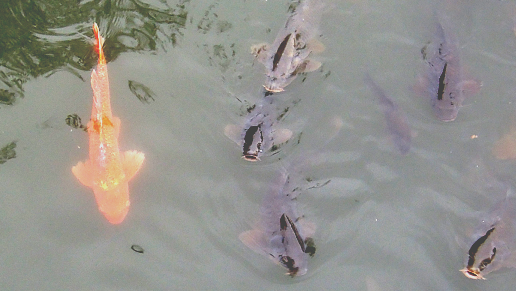 f:id:los_endos:20161017181722p:plain f:id:los_endos:20161017181722p:plain