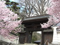 [風景]桜に迎えられて