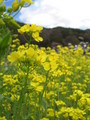 [風景]菜の原っぱ