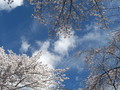 [風景]春の空を見上げて