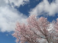 [風景]風に靡かれる桜