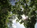 [風景]夏の木洩れ日