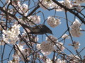 [風景]花を啄む鳥