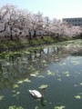 [風景]白鳥と桜