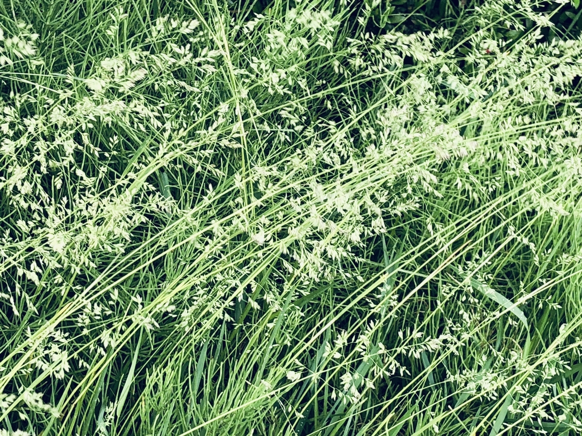 雑草の季節 Ay Photo Gallery