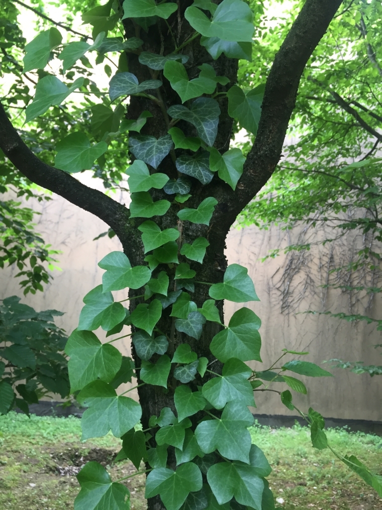 f:id:lotofelice:20180524001750j:plain